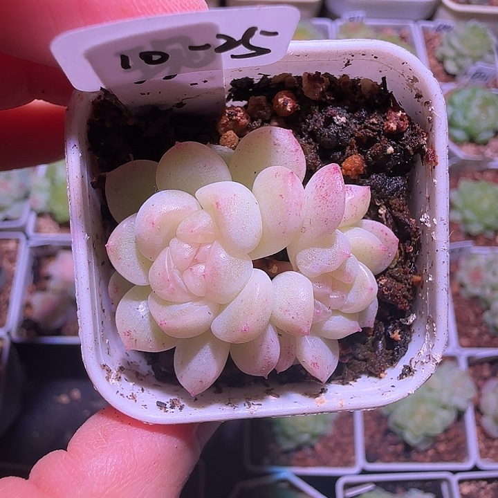 中***球10-25福利财富密码现金双头