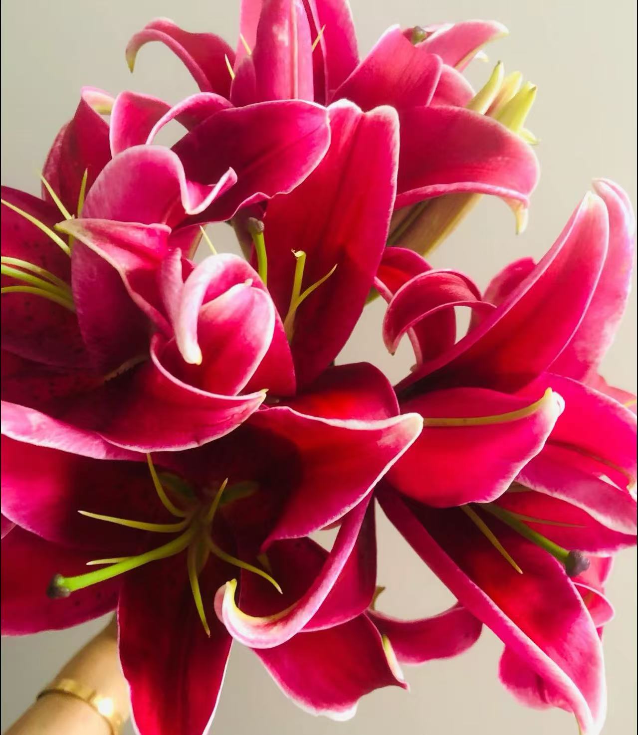 【李先生】（红钥匙）香水百合盆栽室内外观赏花庭院阳台好养活