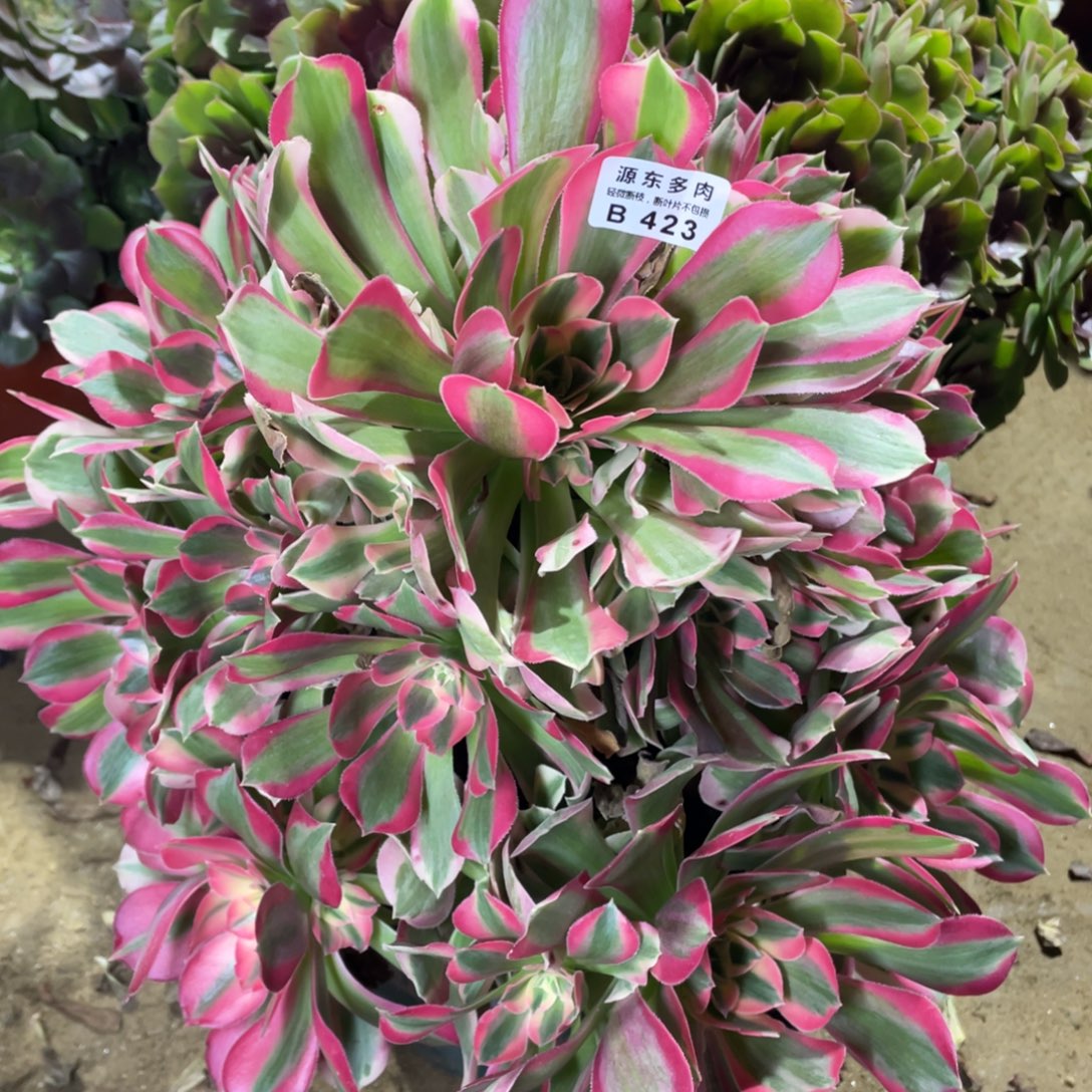 423粉女多肉法师断枝不包