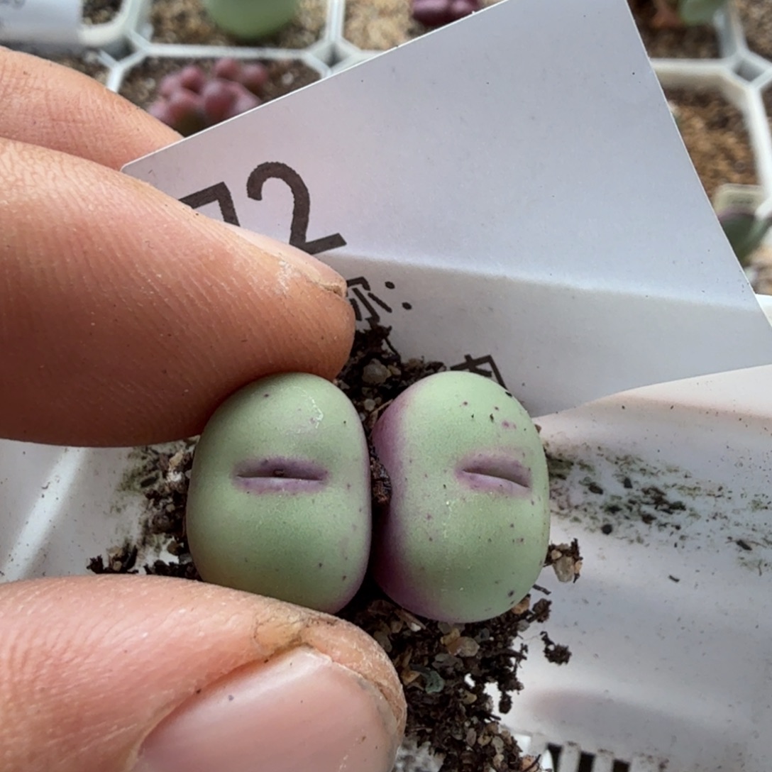 轻***L多肉植物           