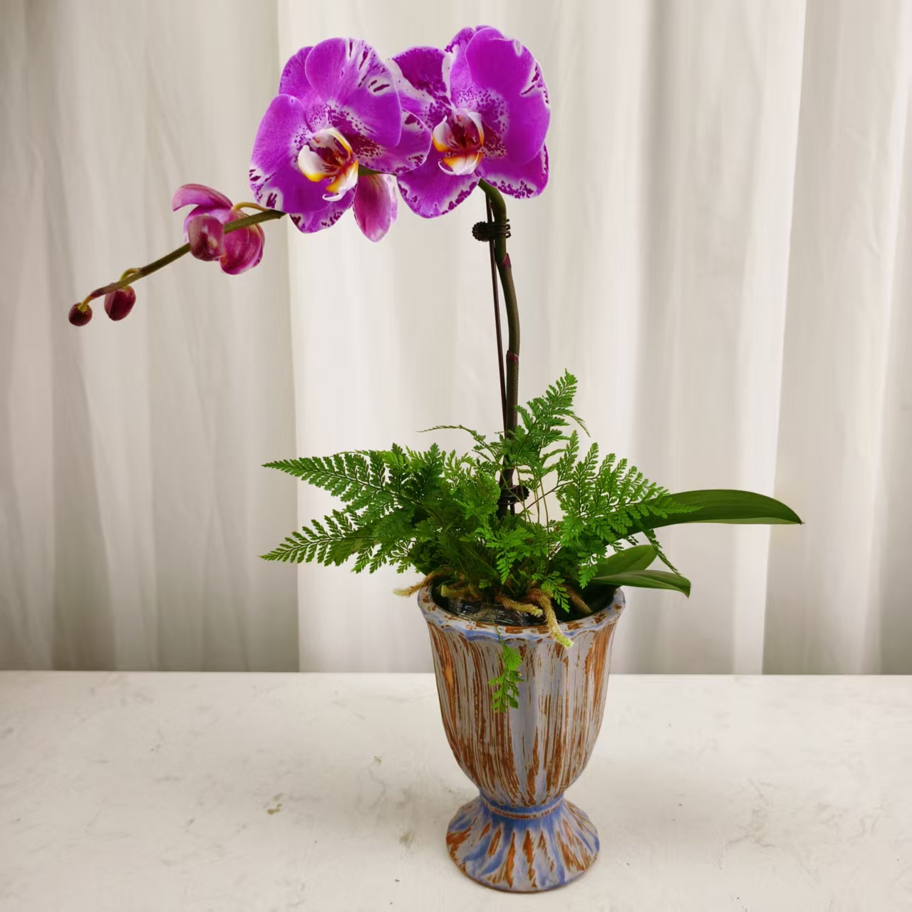 桦艺花卉【藏宝图】蝴蝶兰轻 奢 绿植花卉艺术高级盆栽植株好养
