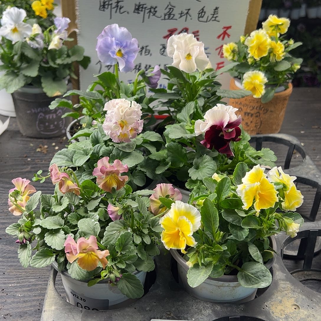 大部分花苞少量开放221号