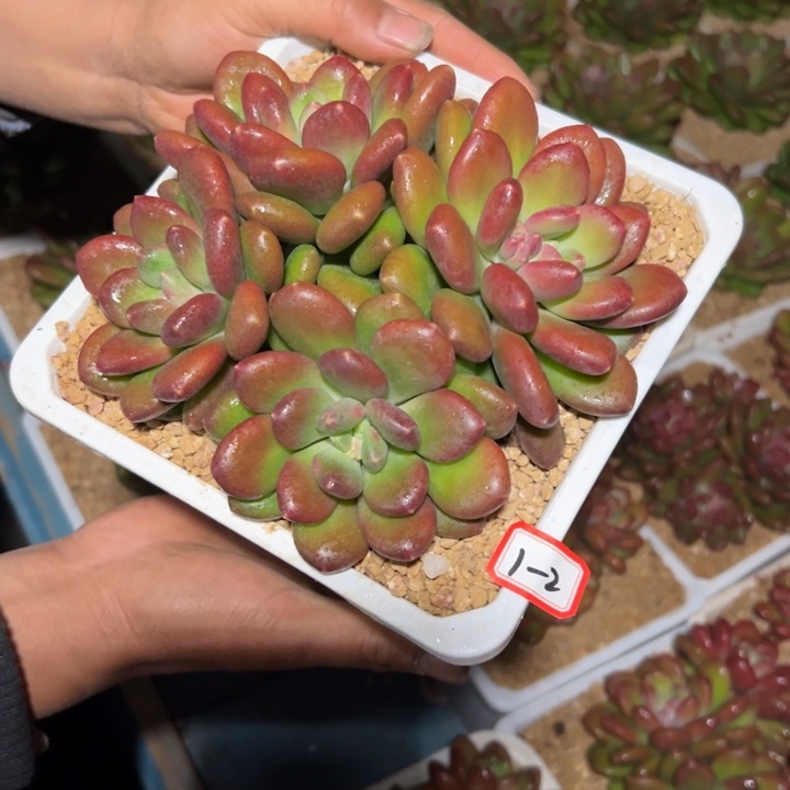 精品多肉植物老桩新品美人