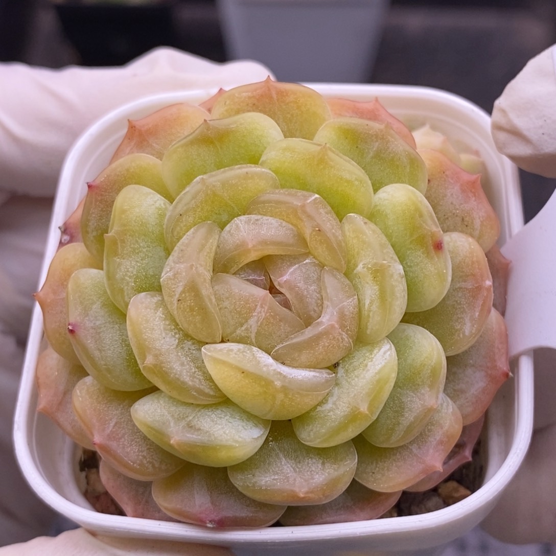 【闪购商品】19-62白恋