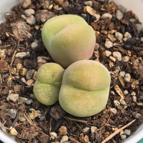 多肉肉锥 绒面翠光