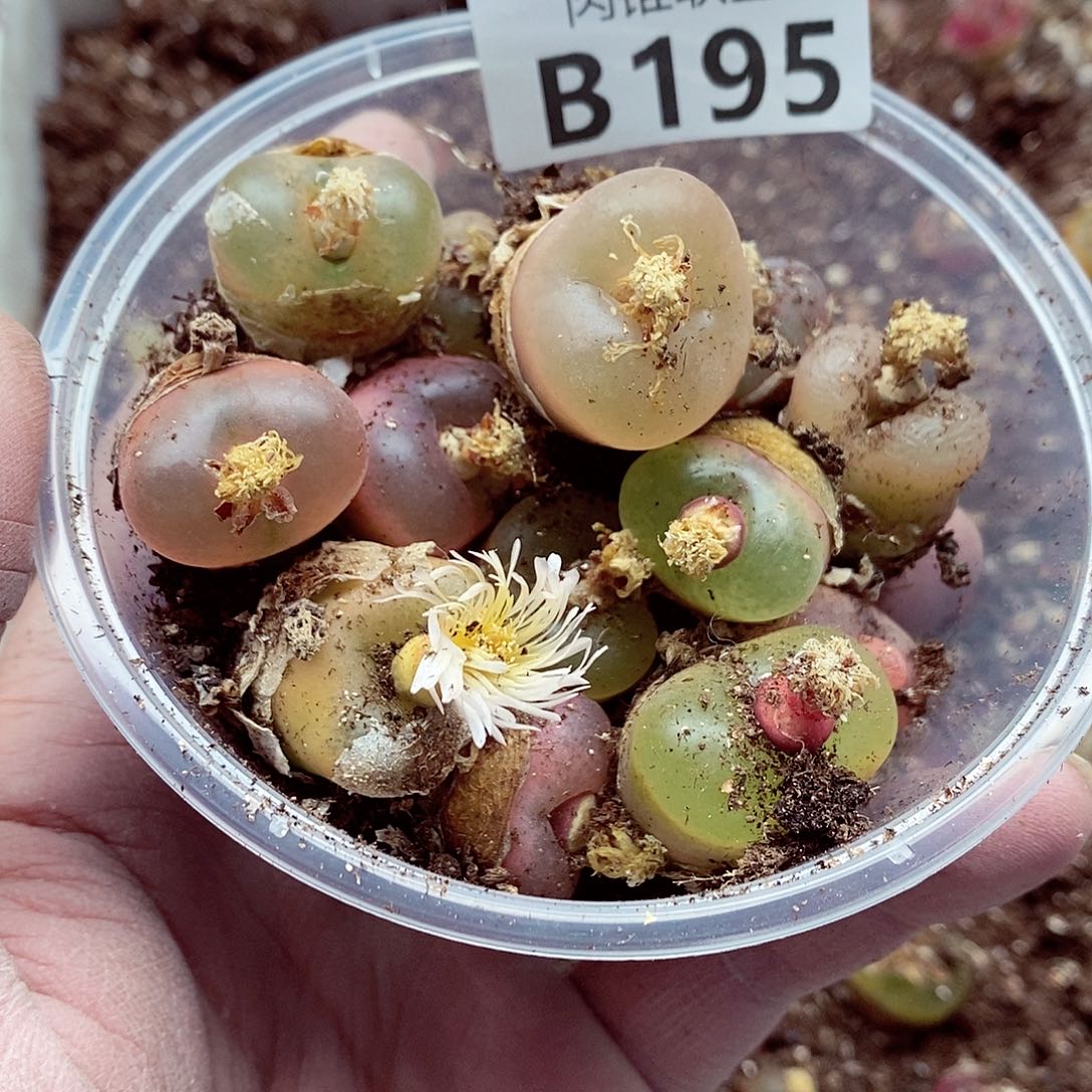 用***8195超毛呃呃呃呃呃呃呃呃呃呃呃