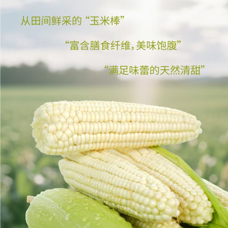 新鲜白玉米爆浆甜脆可即食天然香甜贵州香糯包谷现采现发。