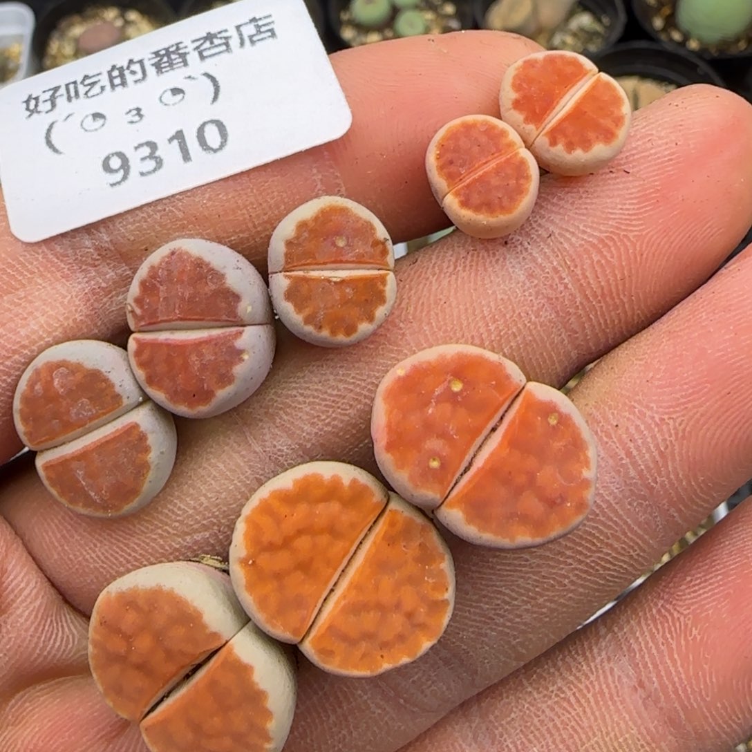 司***言9310。默认脱土。18包邮。偏远88包邮