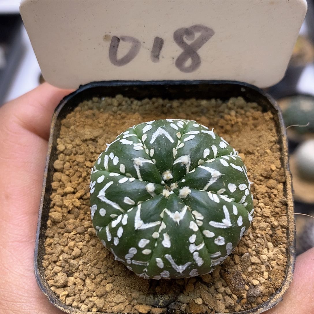 开播福利特价福利活动