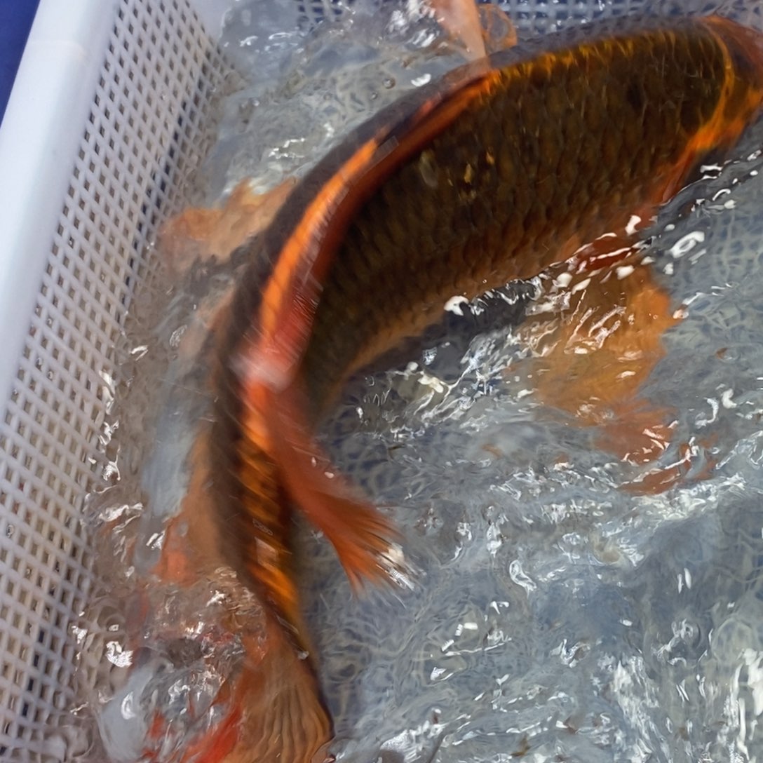 锦鲤冷水锦鲤包邮