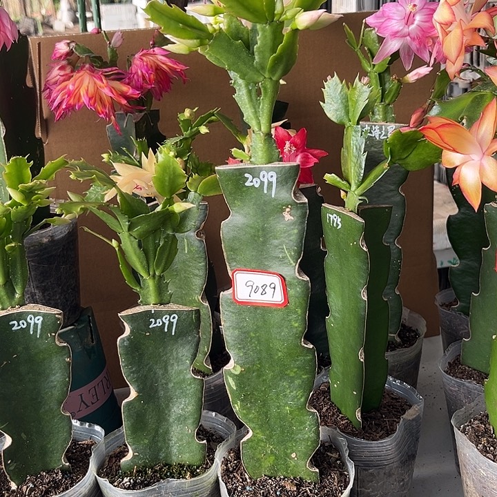 用***0当前无花朵，栽培后可花朵2099