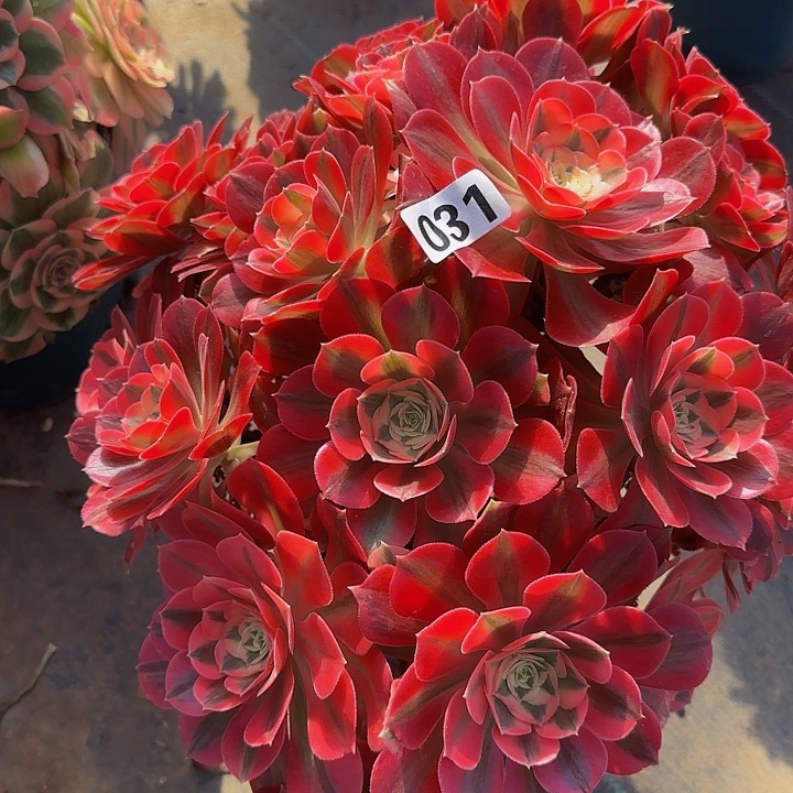 031粉女巫多肉法师