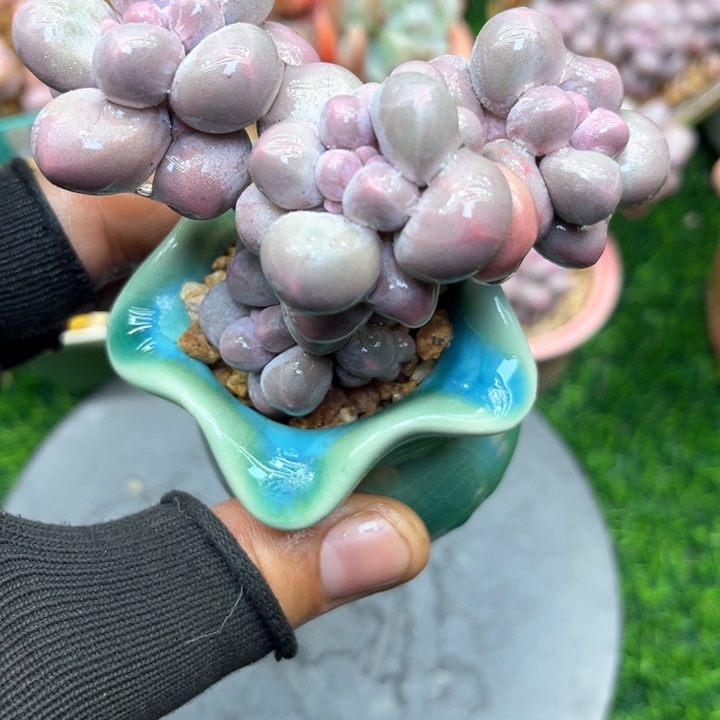 汤圆多肉，一物一拍