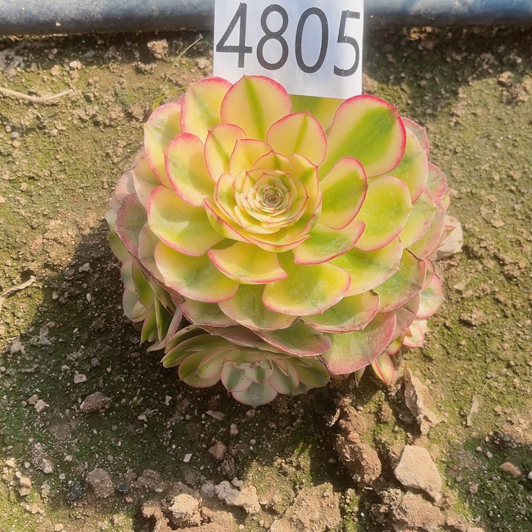 4805荔枝多肉植物
