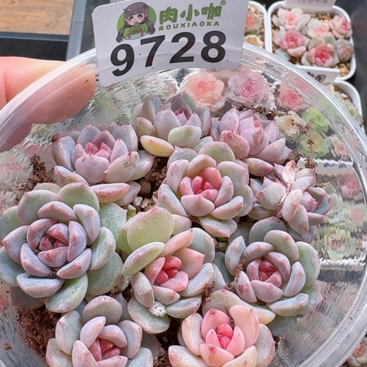 多肉植物多肉植物