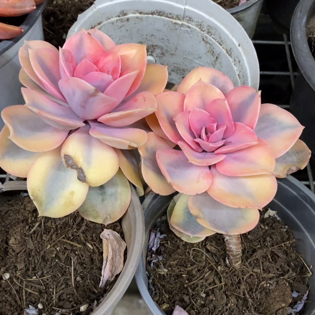 彩虹单头老桩两盆