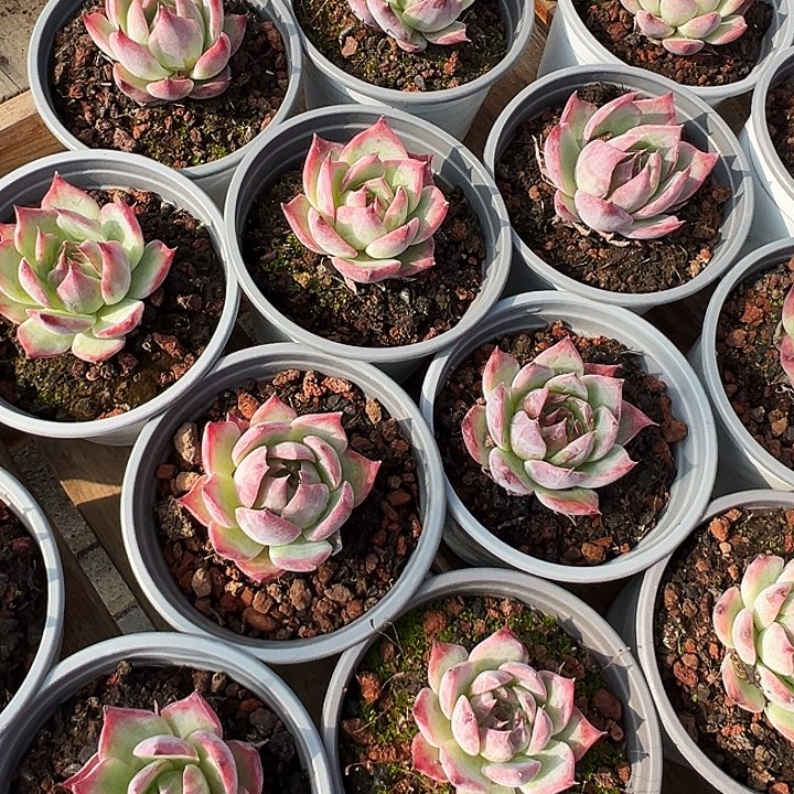 小单头  惊鸿  (原价5.8米)