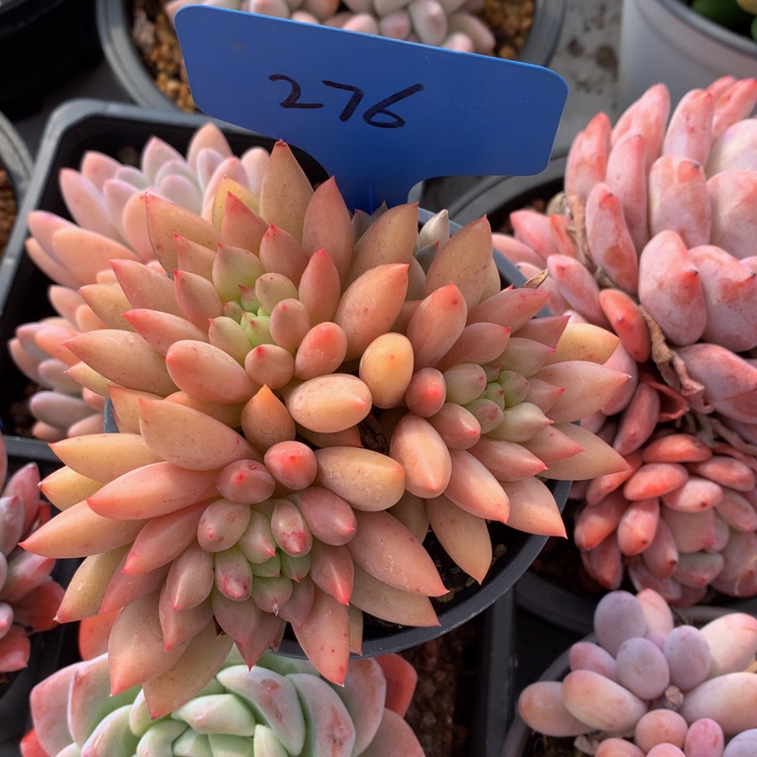 三头岩字7272727272727