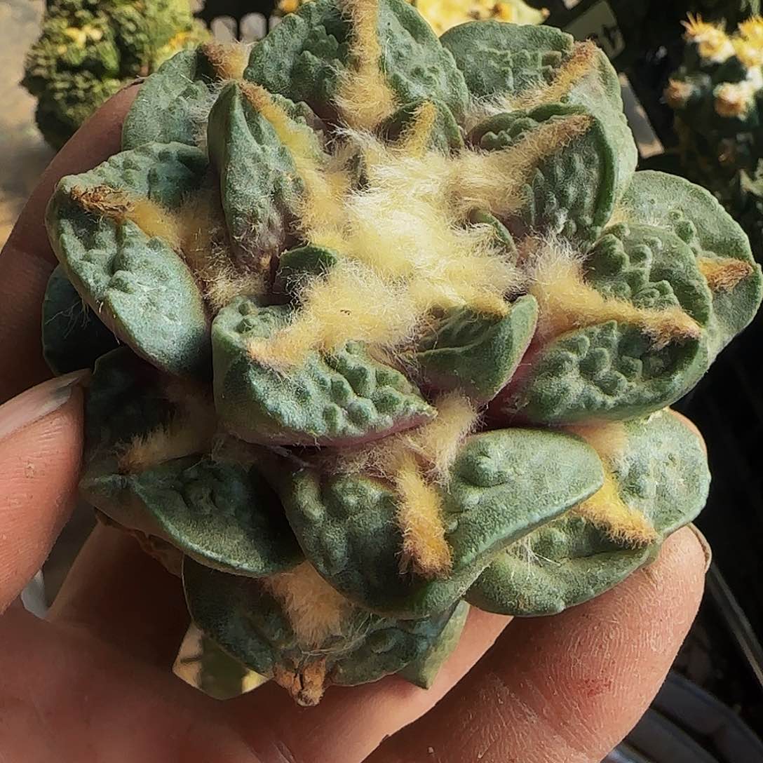 荷花怒涛458切过侧呀