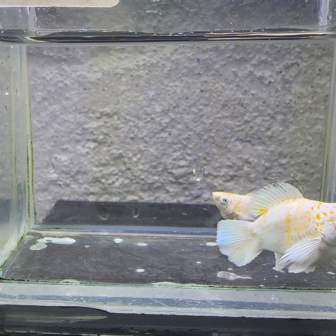 孔雀鱼樱花圆尾。97号