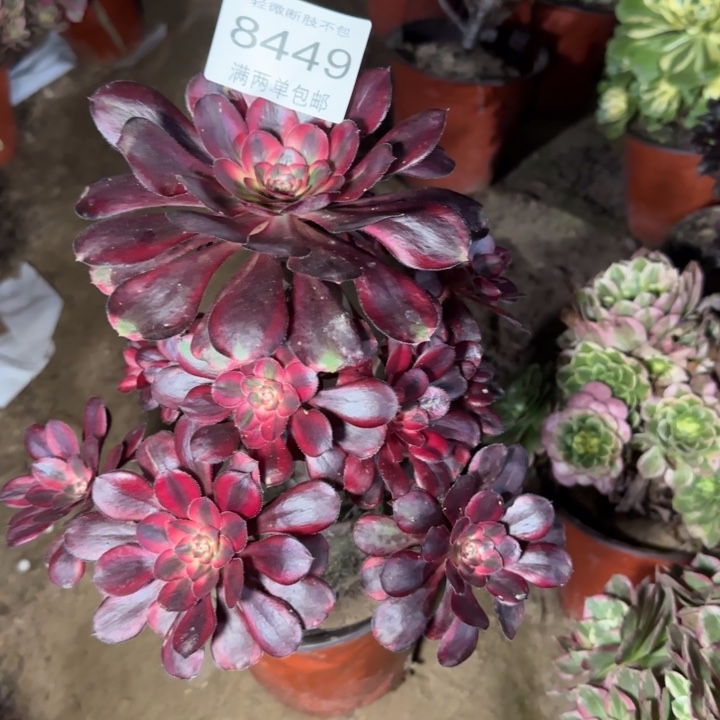 8449香奈儿多肉植物