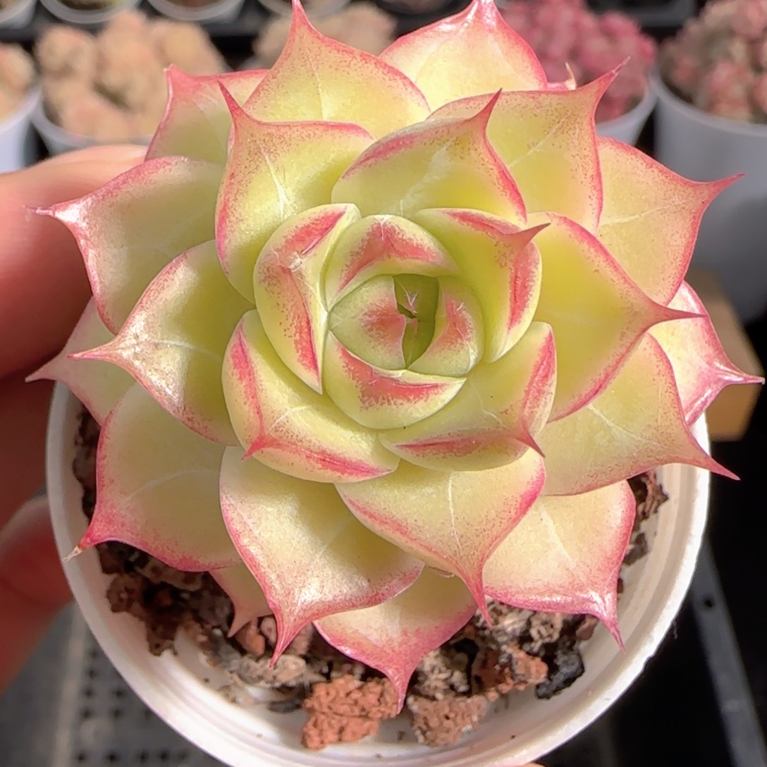 多肉1228-248女王玫瑰