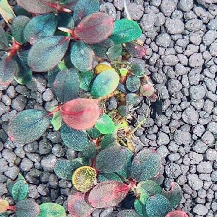 无花朵福利辣椒榕冰碎