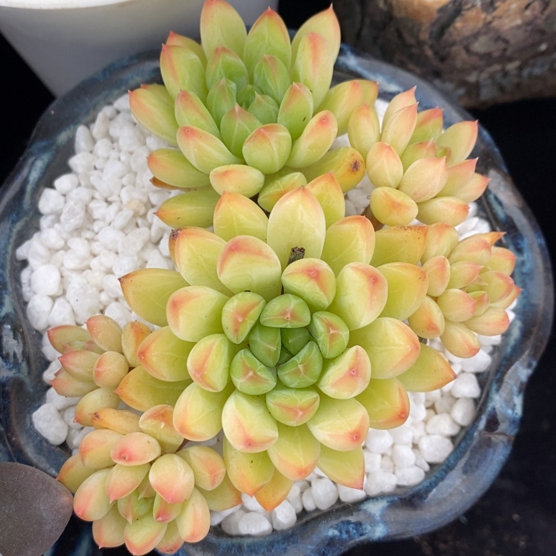 甲骨文多肉植物盆栽