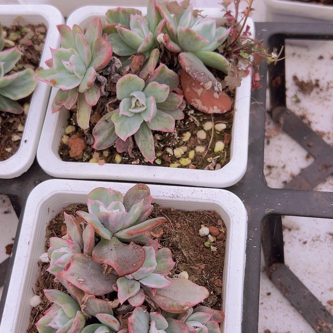 大伯克利锦大群19包邮