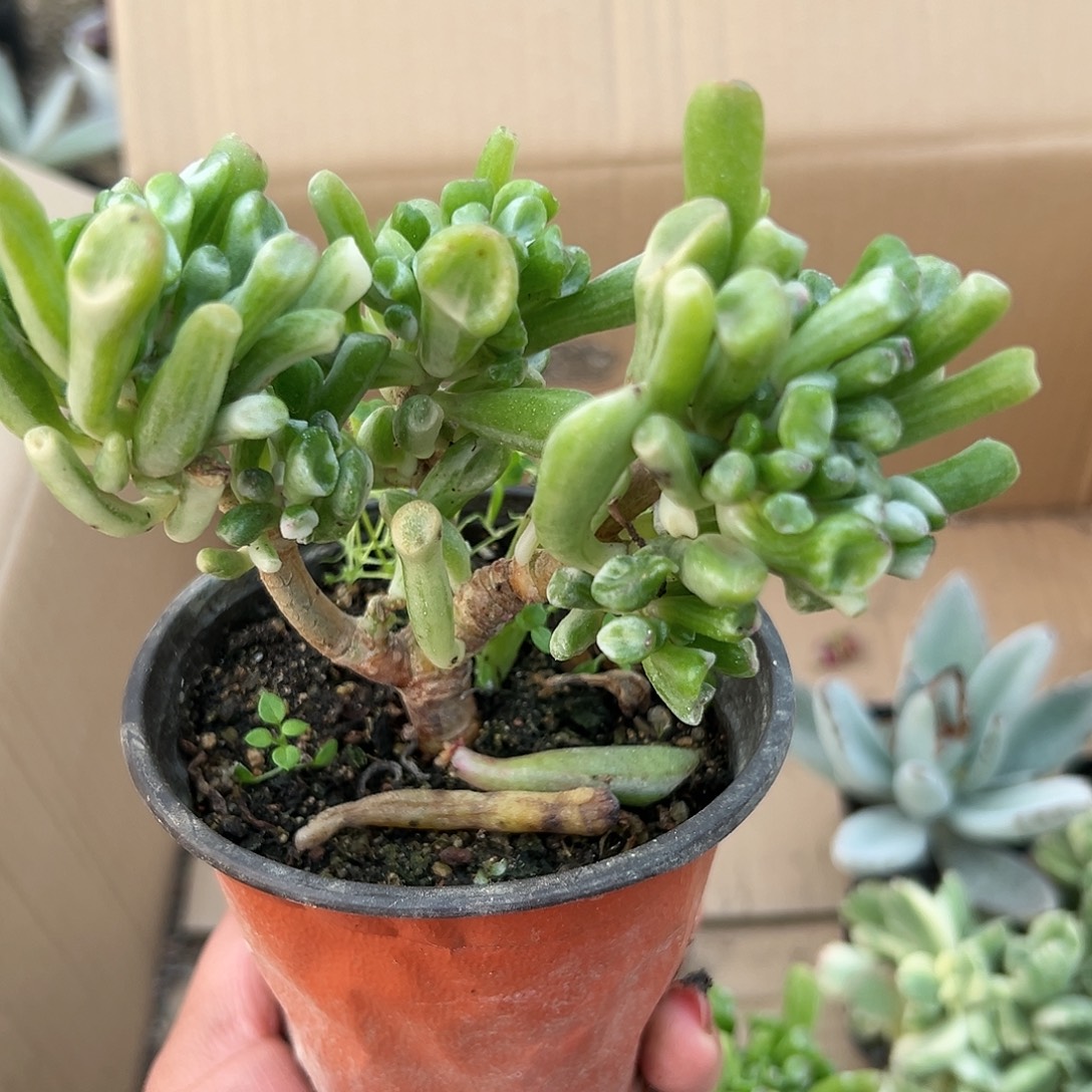 多肉植物吸财树锦