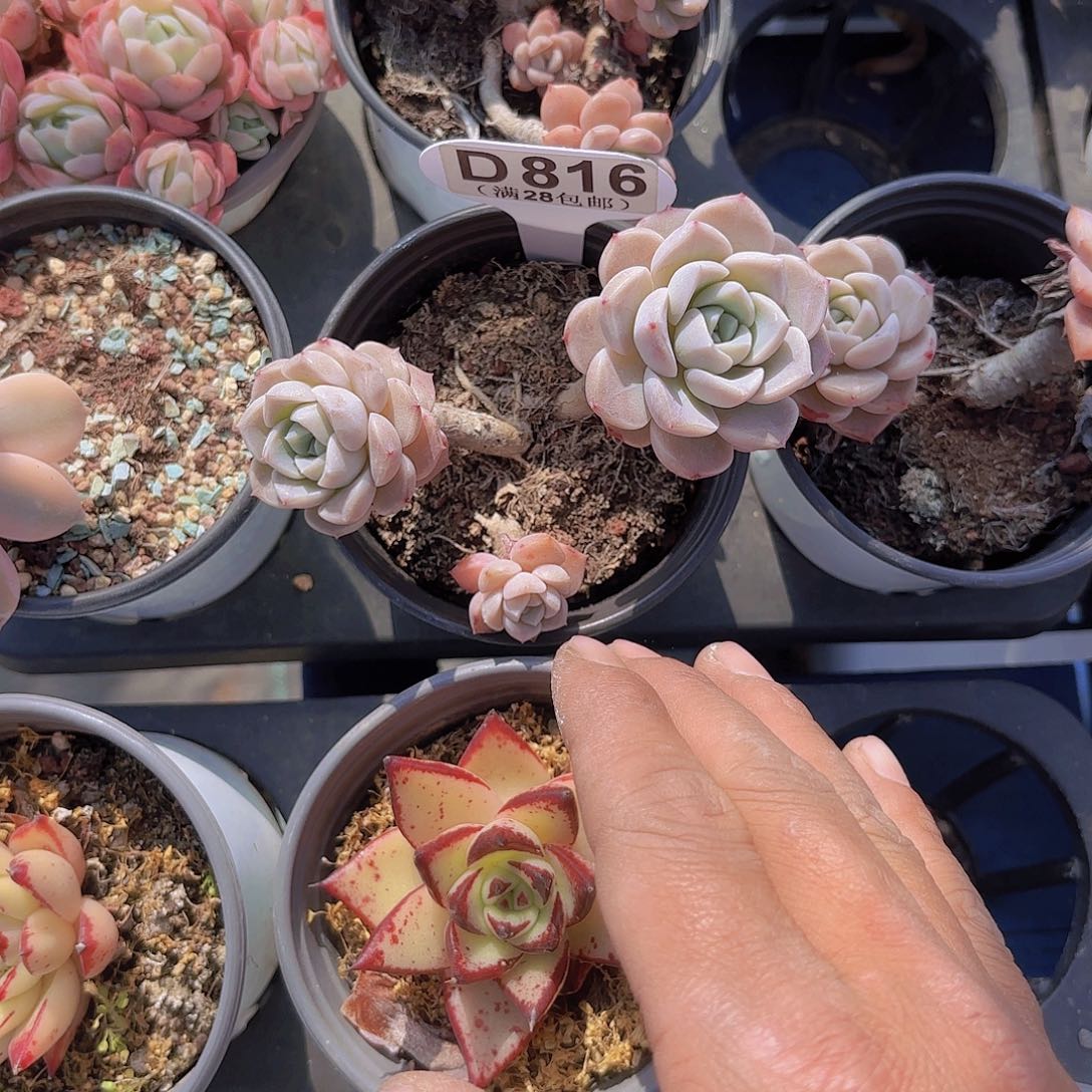 D816粉斑点一物一拍