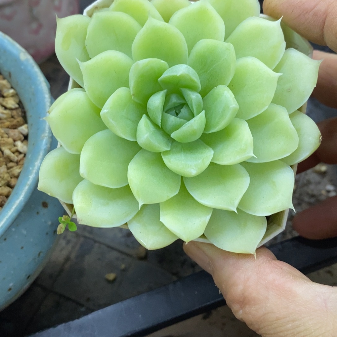 精品多肉一物一拍不包整56