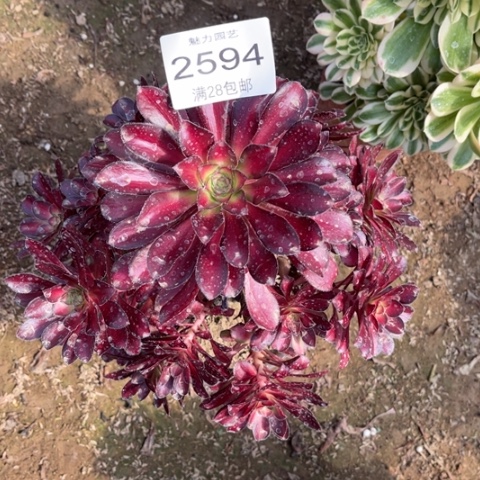 魅力多肉多肉2594