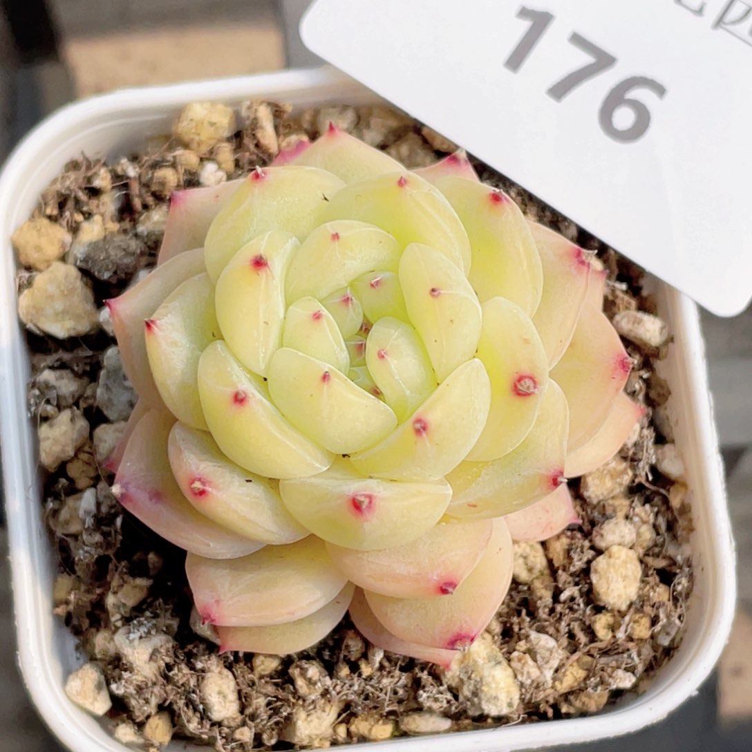 176号糖心冰心珍妮 寒绯