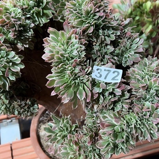爱***艺多肉植物一个白凤有伤372
