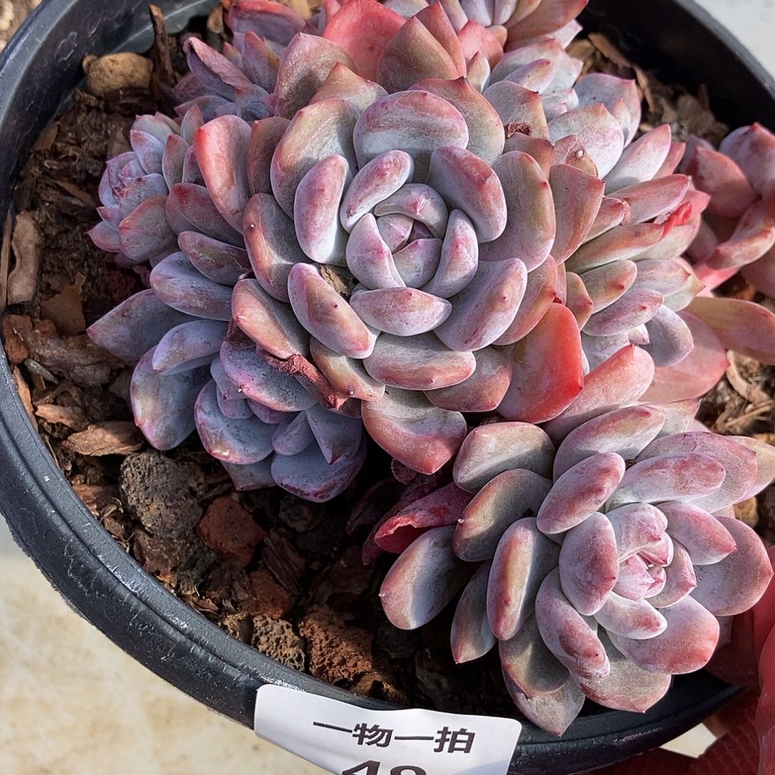 49 号一物一拍不退不换