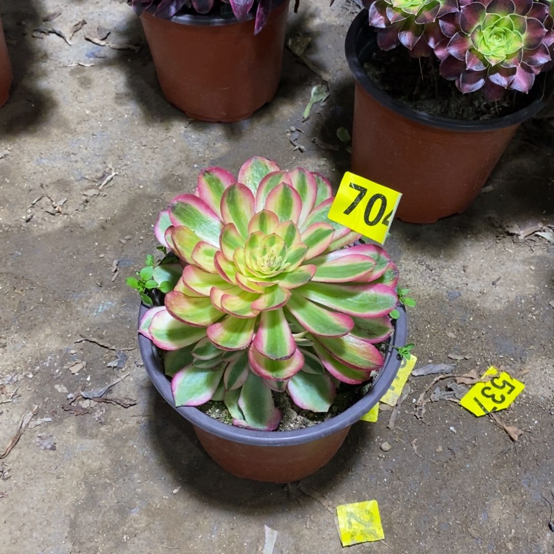 青城多肉法师嫩庄704