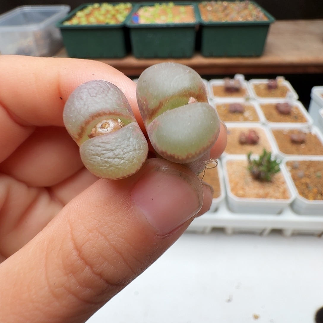 多肉植物福利肉锥709