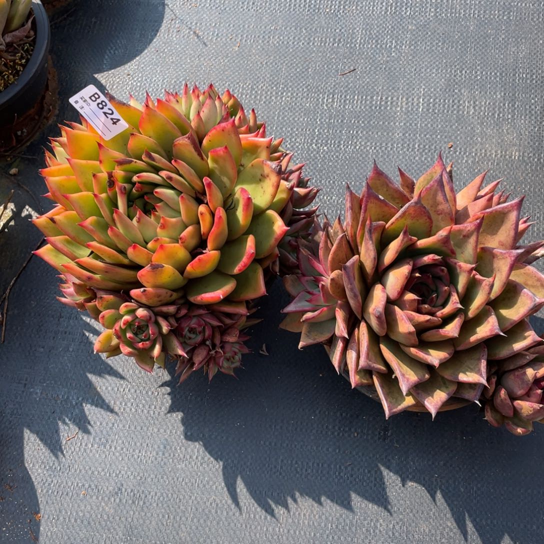 x***n无花朵若如东云组拍B824