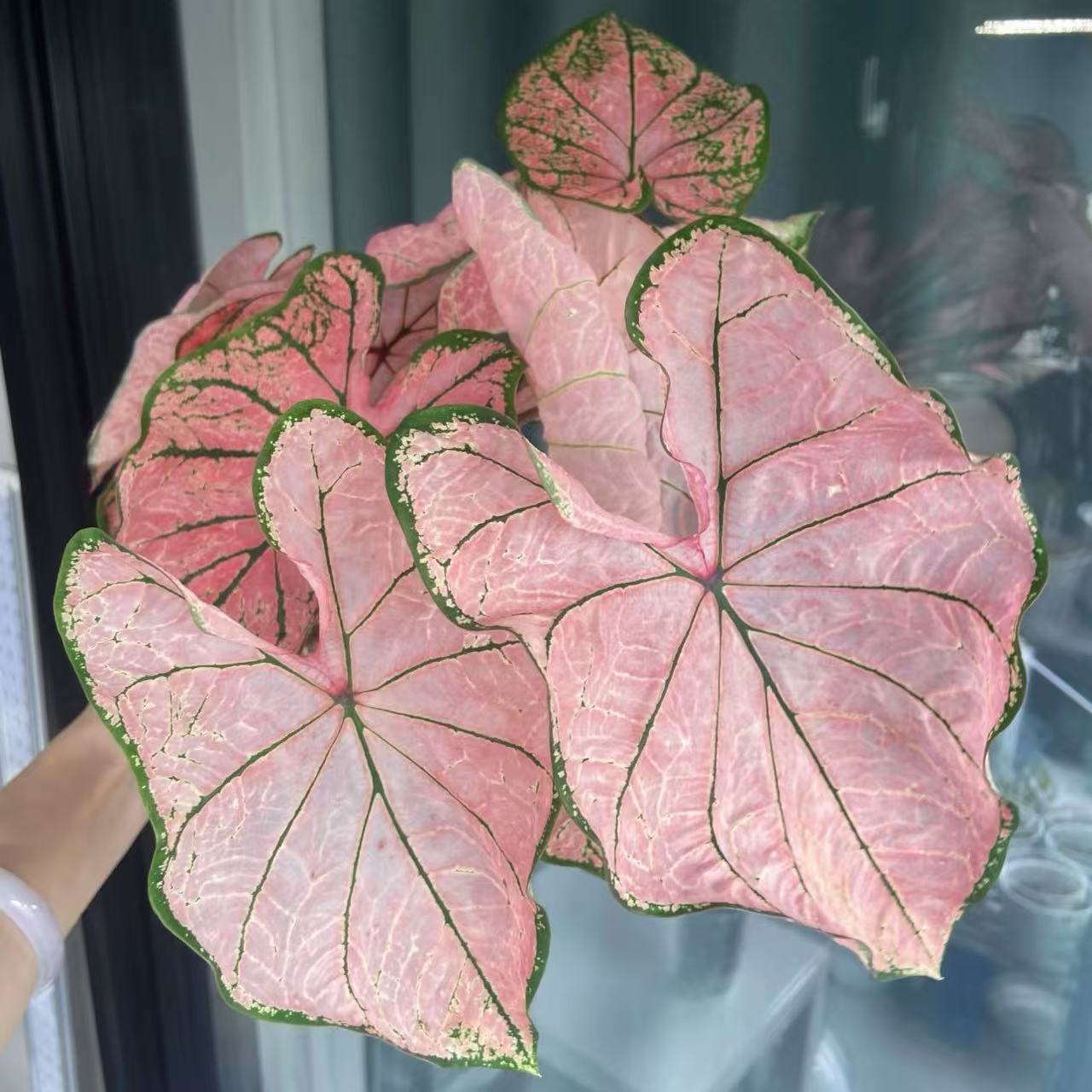 【粉色飞溅 进口大颗！！ 】彩叶芋好养室内观叶植直播间为准