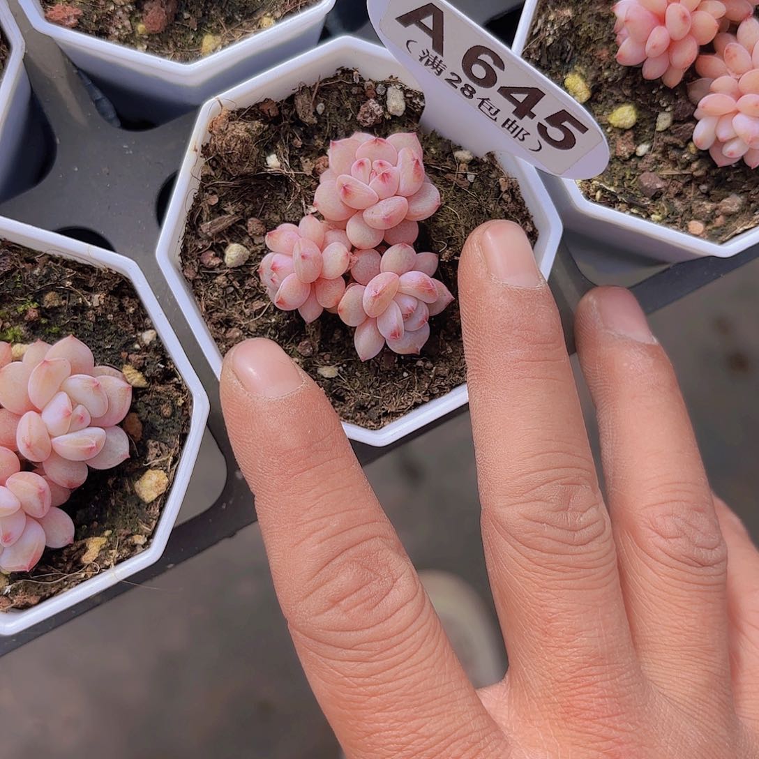 A645星星成一物一拍