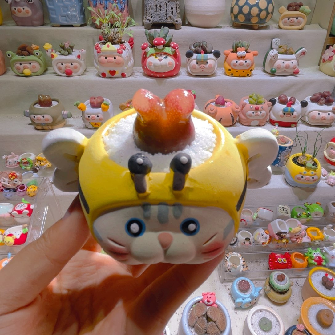 032高端多肉带盆土一套38