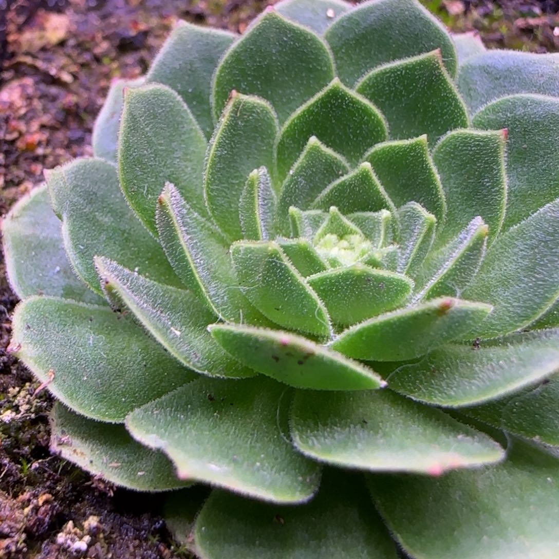 刘*4厘米玫瑰单头带毛112427575