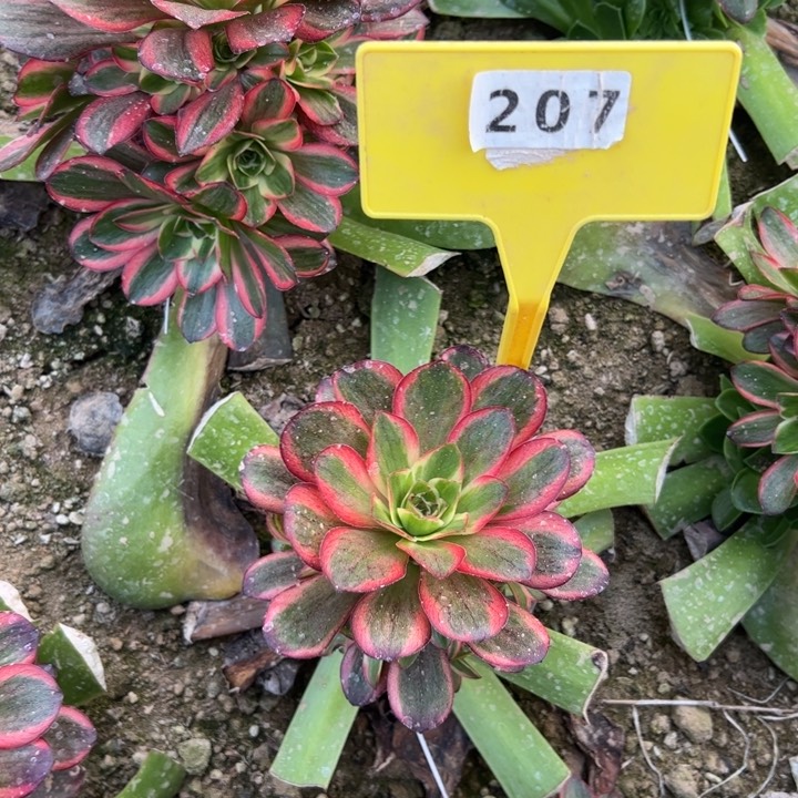 207纳福锦多肉植物