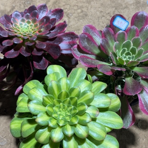 051多肉植物组合量拍