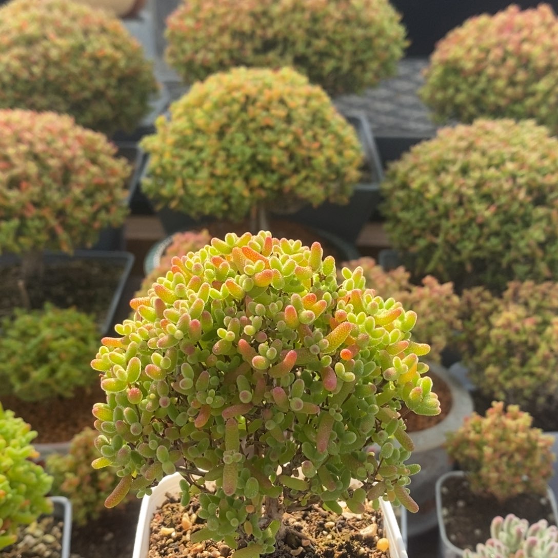 蜜橘糖球2307枝干番杏