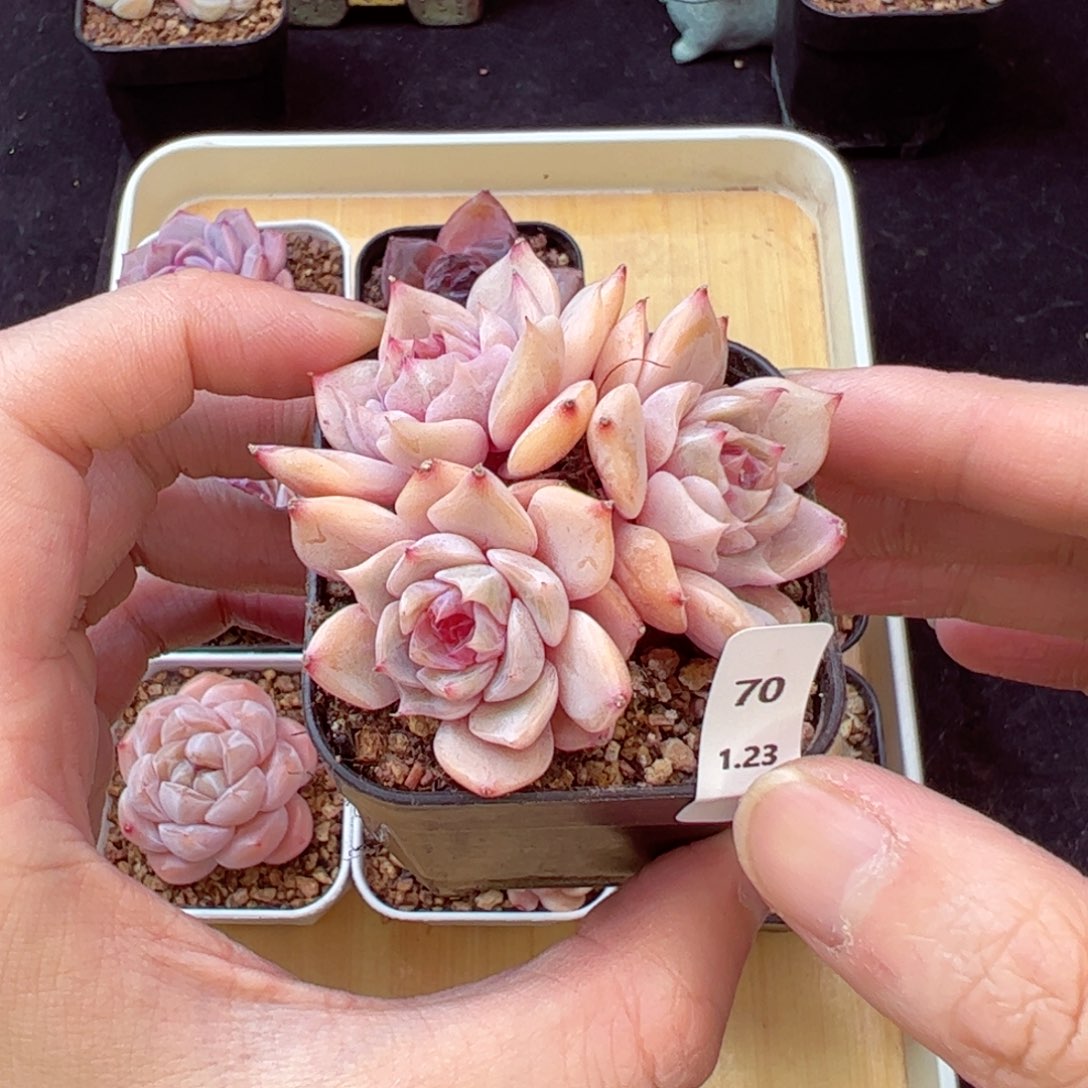 夜莺70、哈哈哈哈