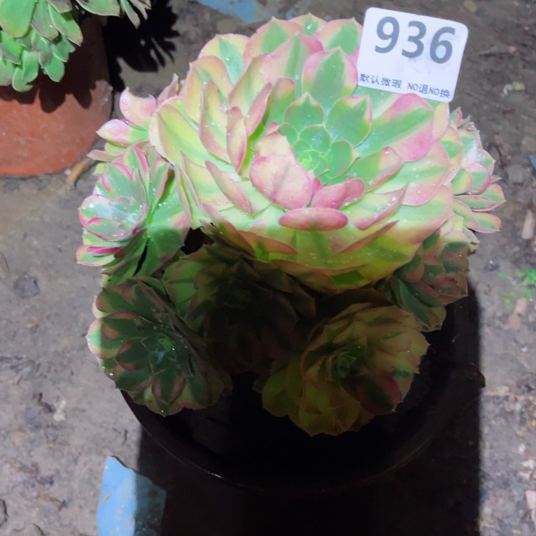 无花朵多肉植物936