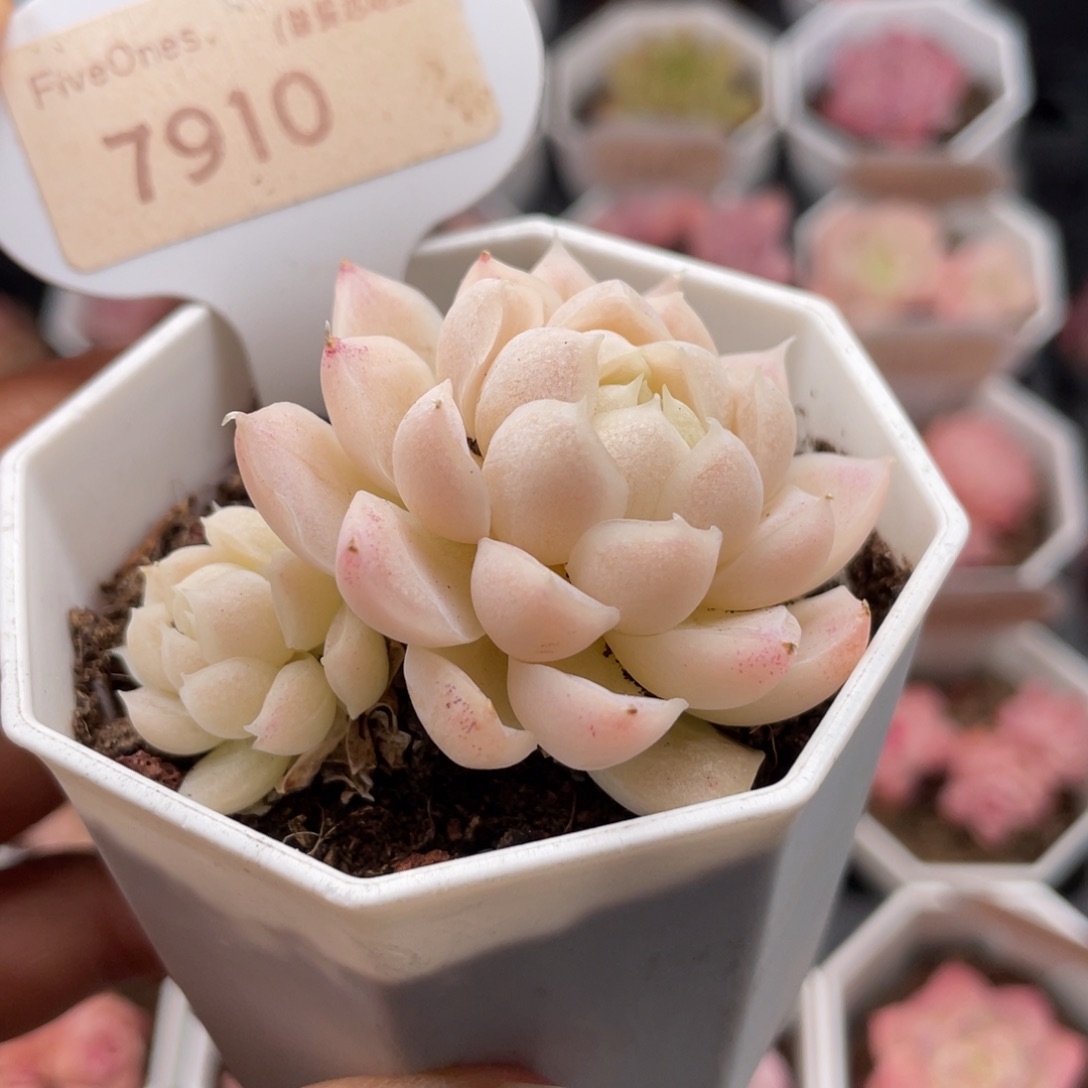 白月影7910-5.5厘米