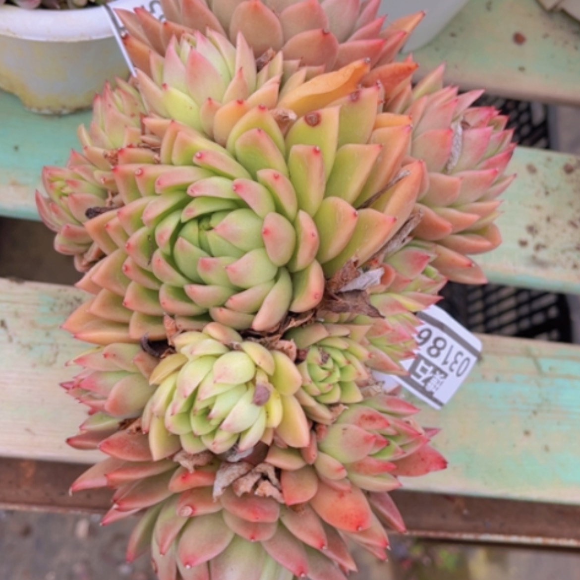 【闪购商品】金蜡东云03186